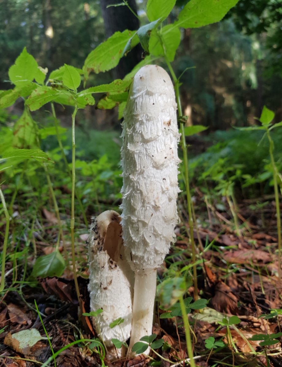 Schopf-Tintling in jung und geschlossen