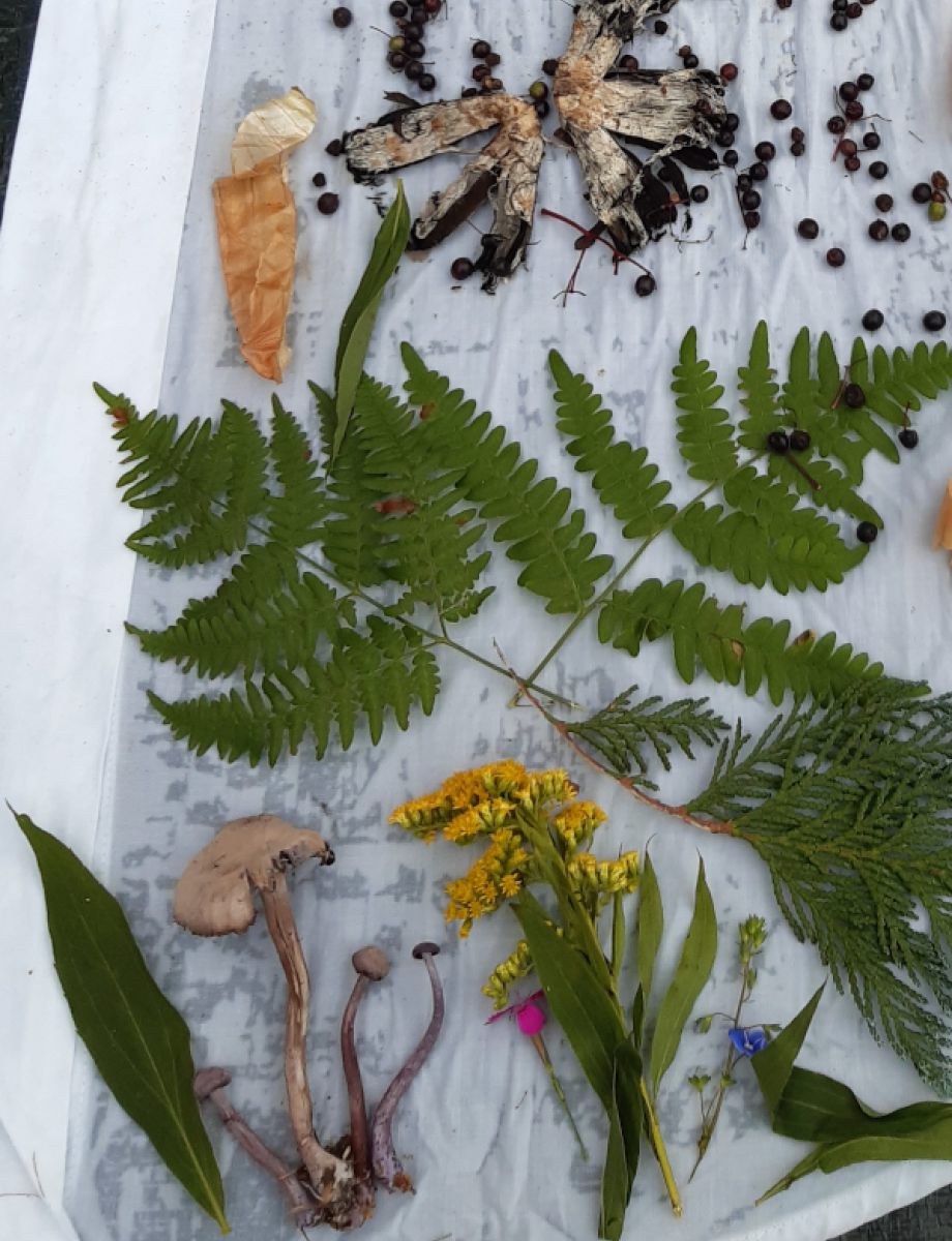 Farn, Nadelblätter, Pilze, Blüten und anderes Gewächs zum Stofffärben liegen auf weißem Stoff.